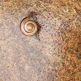Schnecke im Regen